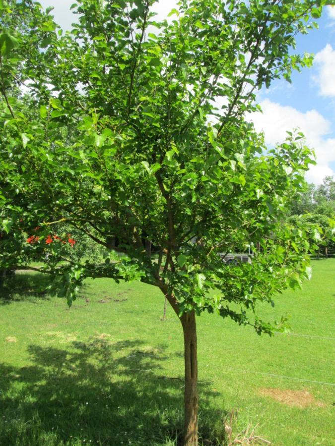 Florennes Gîte neuf 150 M2 devant un grand lac privé de 2 hectares poissonneux au milieu des bois Esterno foto