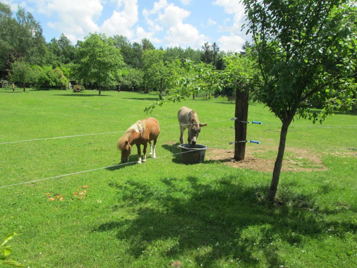 Florennes Gîte neuf 150 M2 devant un grand lac privé de 2 hectares poissonneux au milieu des bois Esterno foto