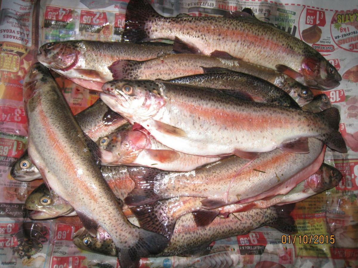 Florennes Gîte neuf 150 M2 devant un grand lac privé de 2 hectares poissonneux au milieu des bois Esterno foto